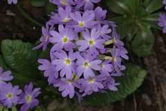Primula denticulata
